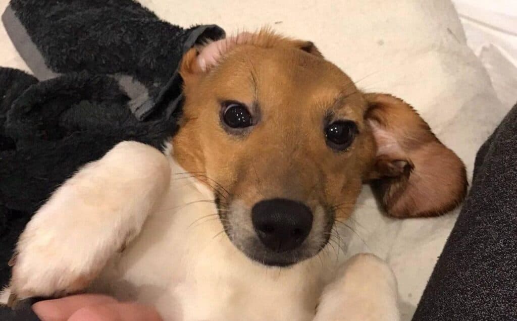 A rescued beagle safe in a loving home