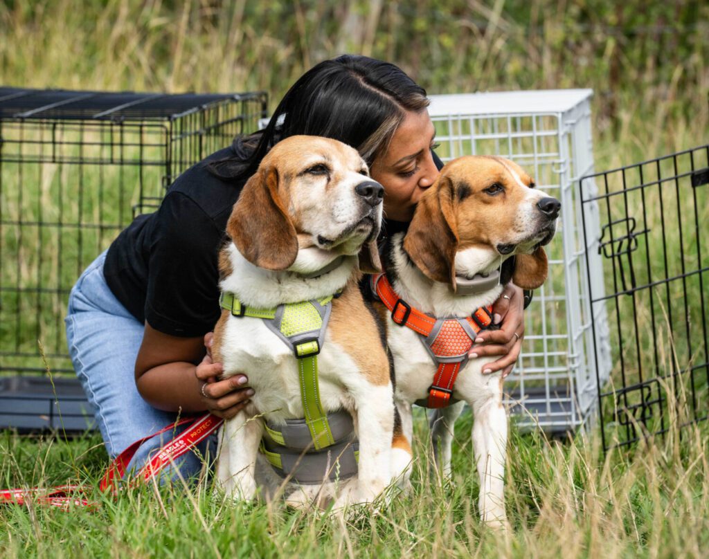 A beagle taking its first steps of freedom after rescue